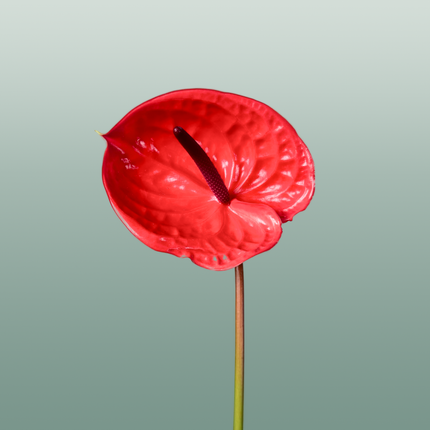 Anthurium Impulz