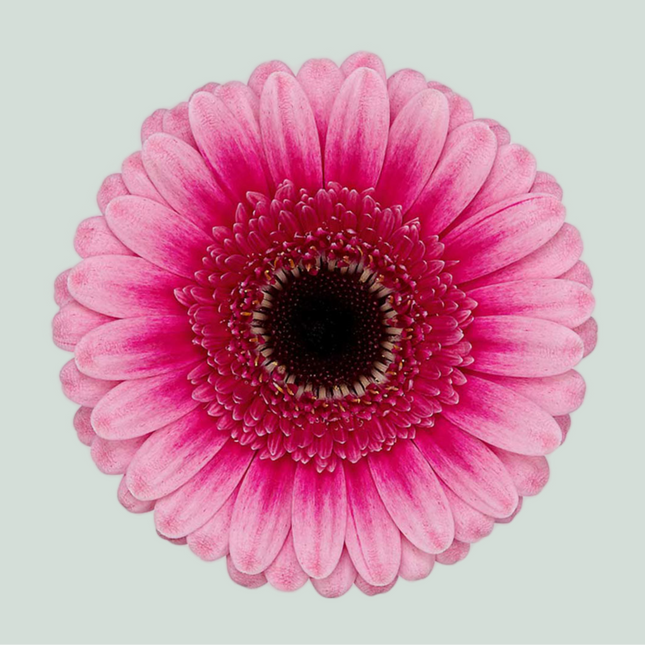Germini Isabelle (20 Stems)