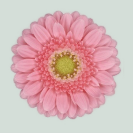 Germini Juna (20 Stems)