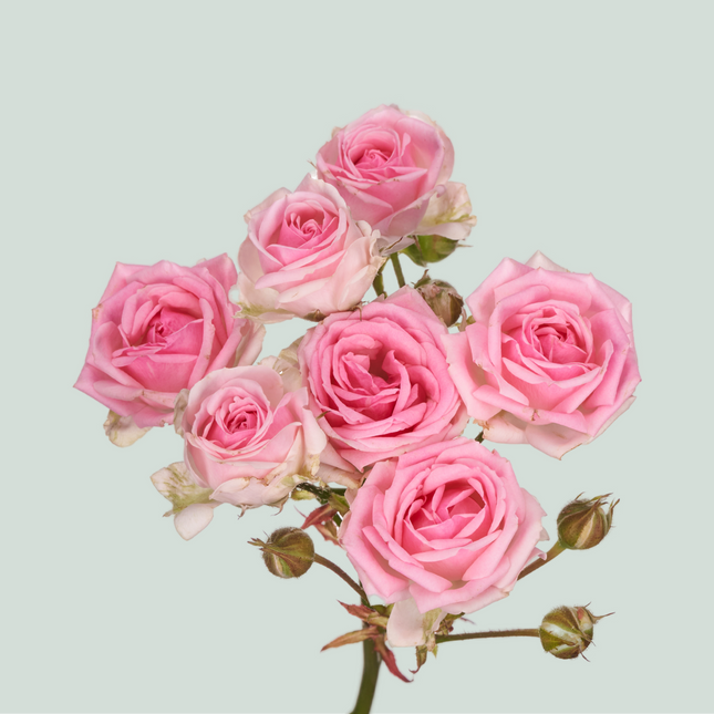 Spray Rose Kate-lynn