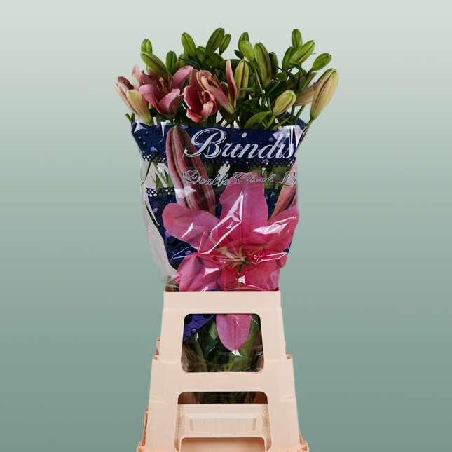 Lily Brindisi (LA) (10 Stems)