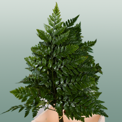 GR Leather Leaf