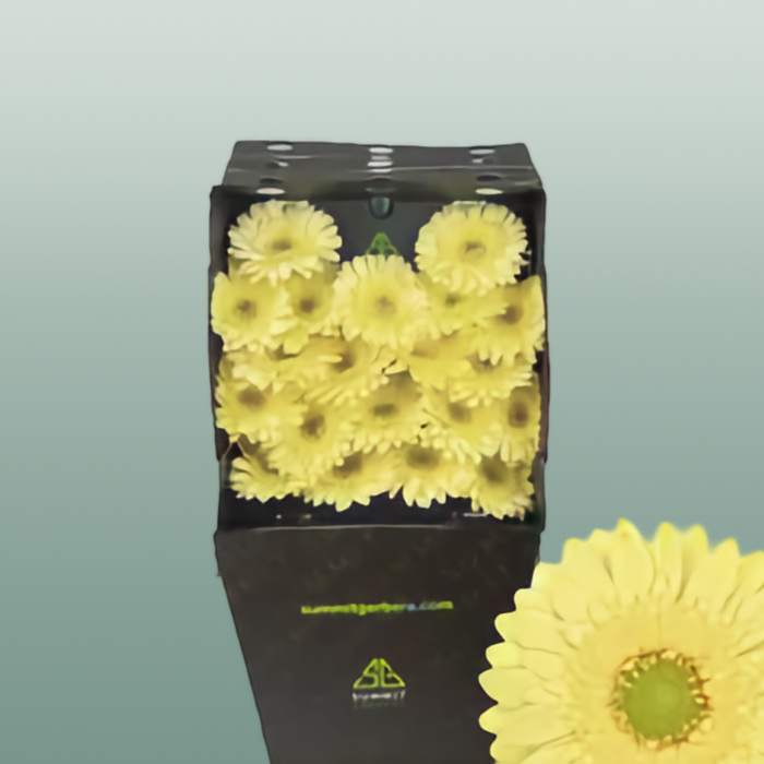 Germini Lemon Ice