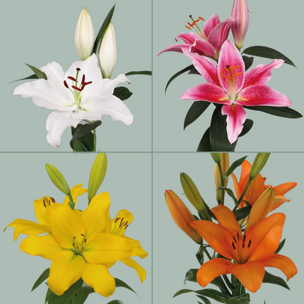 Lily Mixed Box (40 Stems)
