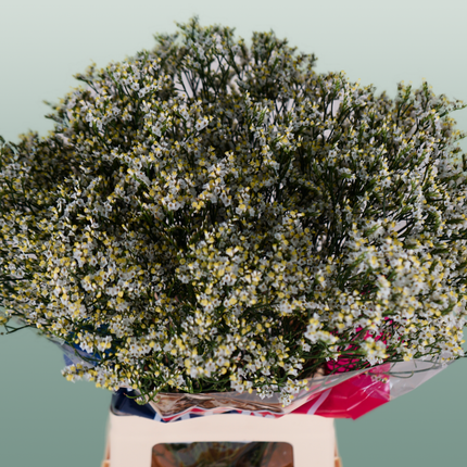 Limonium Clear Diamond (25 Stems)