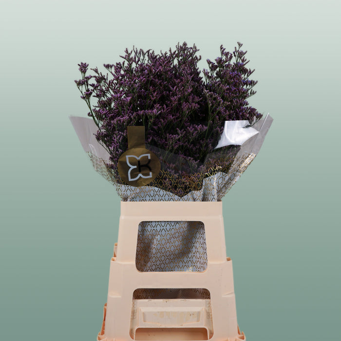 Limonium Safora Dark Blue