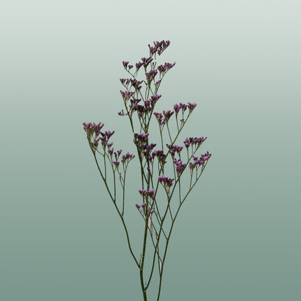 Limonium Safora Dark Blue (25 Stems)