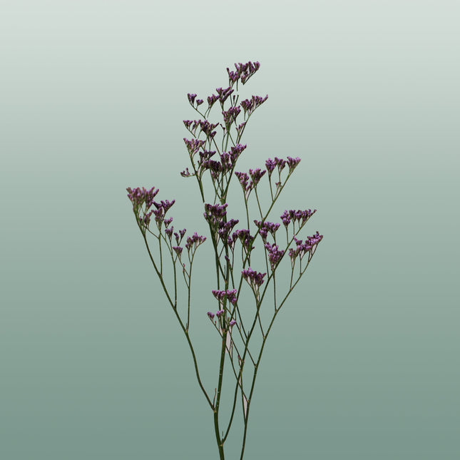 Limonium Safora Dark Blue (25 Stems)