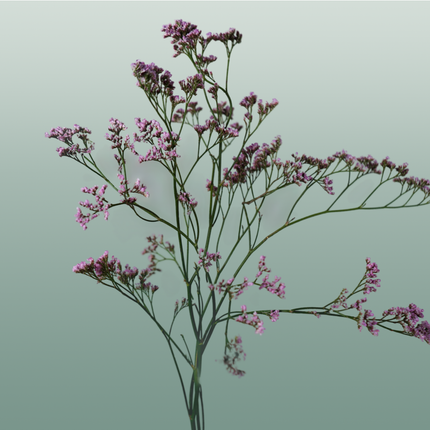 Limonium Oshi Pink (25 Stems)