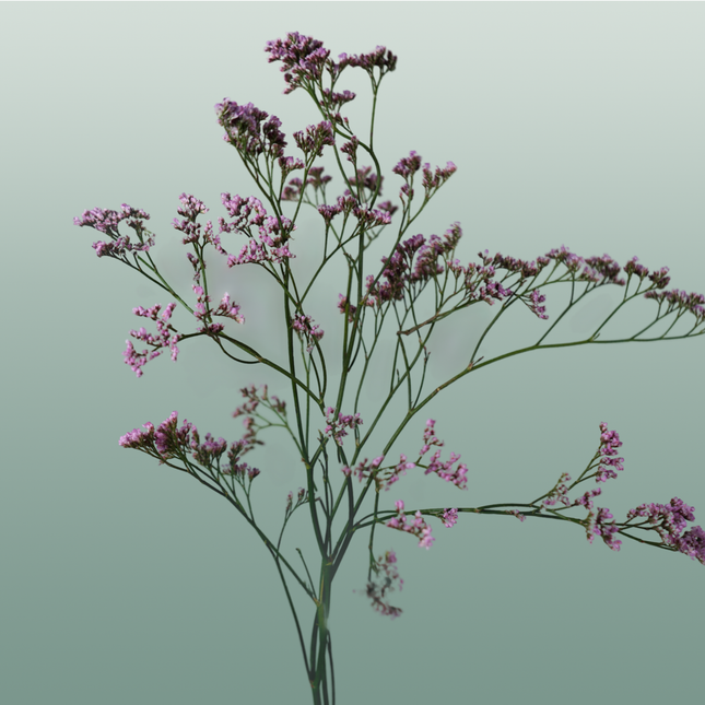 Limonium Oshi Pink (25 Stems)