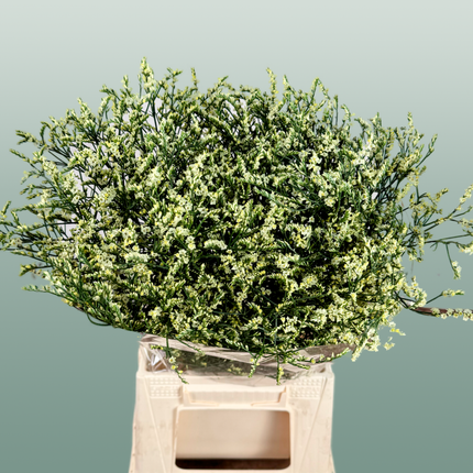 Limonium China Yellow (25 Stems)