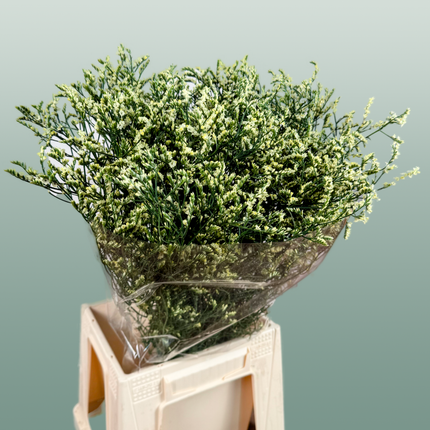 Limonium China Yellow (25 Stems)