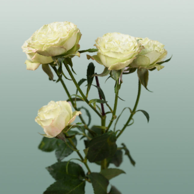 Spray Rose Limousine