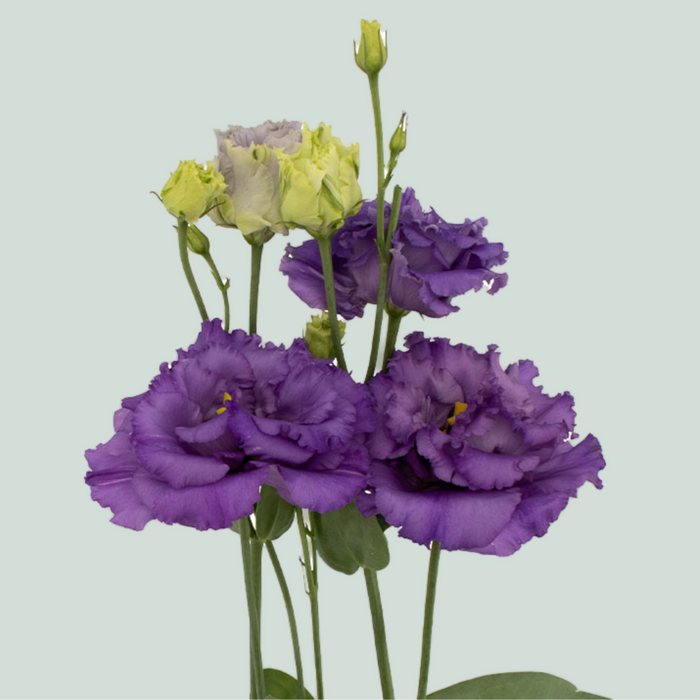 Lisianthus Alissa Blue