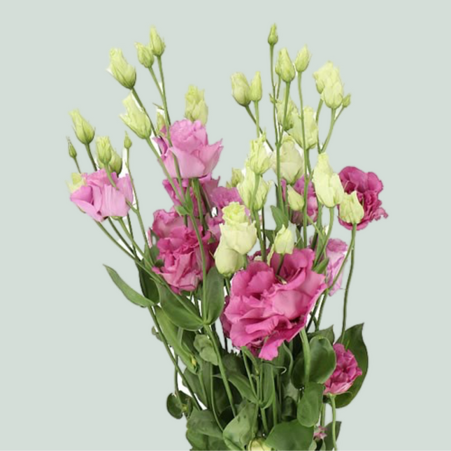 Eustoma Alissa Celeb Grape (10 Stems)