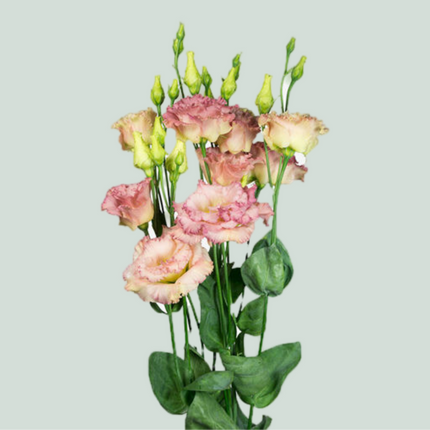 Eustoma Alissa Champagne (10 Stems)