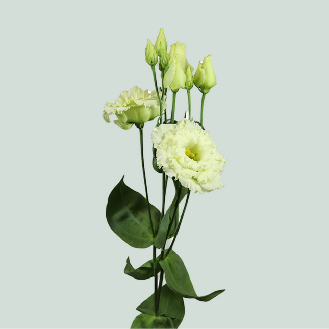 Eustoma Alissa Green (10 Stems)