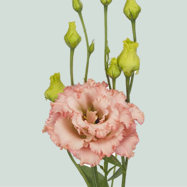 Eustoma Alissa Peach (10 Stems)