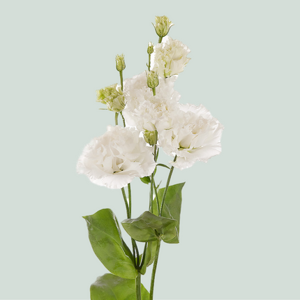 Eustoma Alissa Pure White (10 Stems)