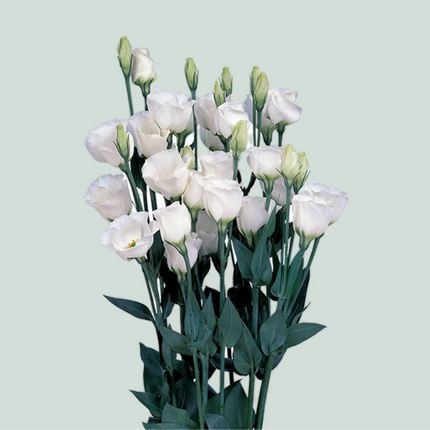 Eustoma Piccolo White (10 Stems)