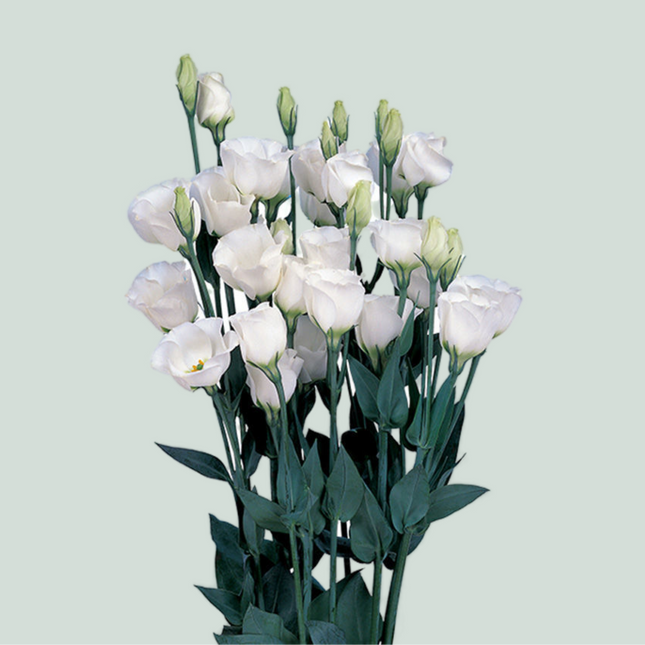 Eustoma Piccolo White (10 Stems)
