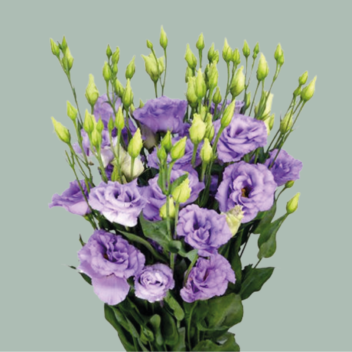 Eustoma Rosita Lavender (10 Stems)