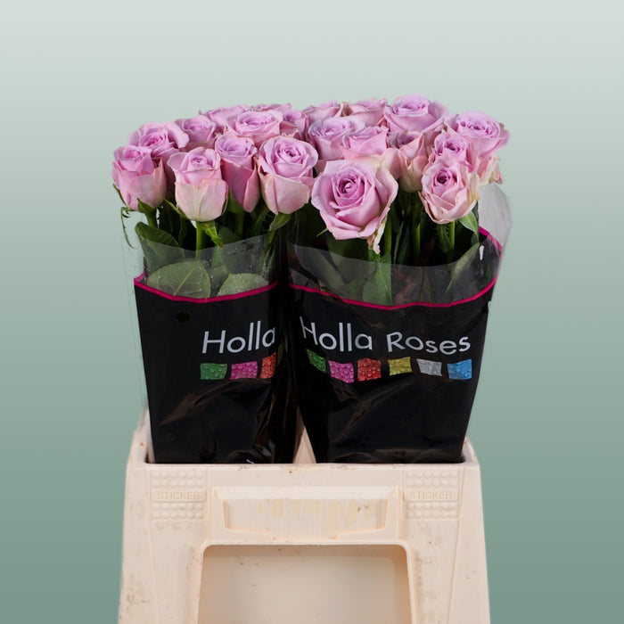 Rose - Rosa - Lovely Aqua