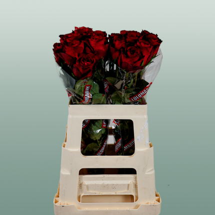 Rose Madam Red (20 Stems)