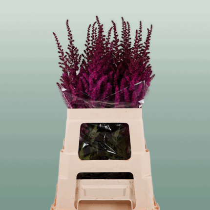 Astilbe Maggie Daley (20 Stems)