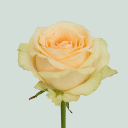 Rose Magic Avalanche +