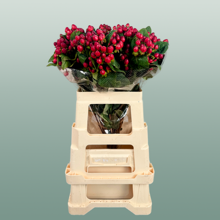Hypericum Magical Triumph (25 Stems)