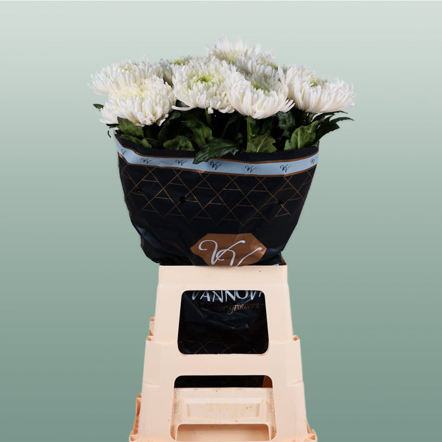 Chrysanthemum G Mangum White
