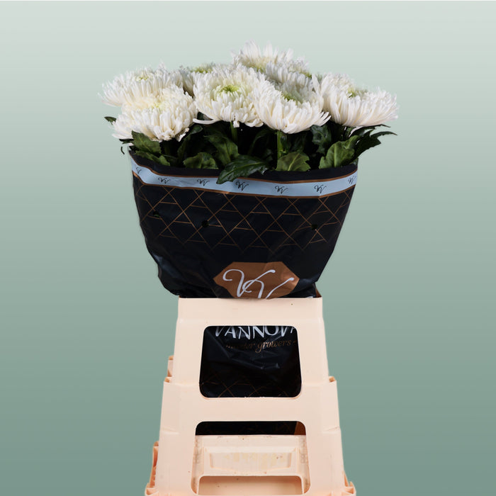 Chrysanthemum G Magnum