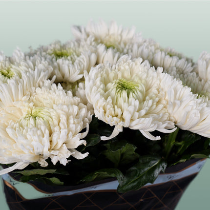 Chrysanthemum G Mangum White