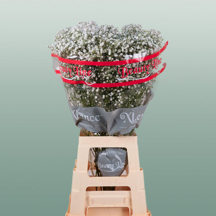 Gypsophila Xlence (25 Stems)