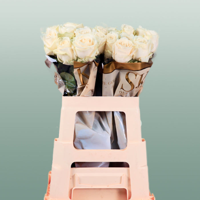 Rose Avalanche Free Choice