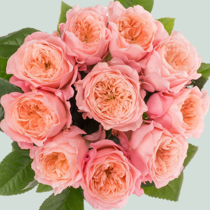 Rose Mayfield (20 Stems)