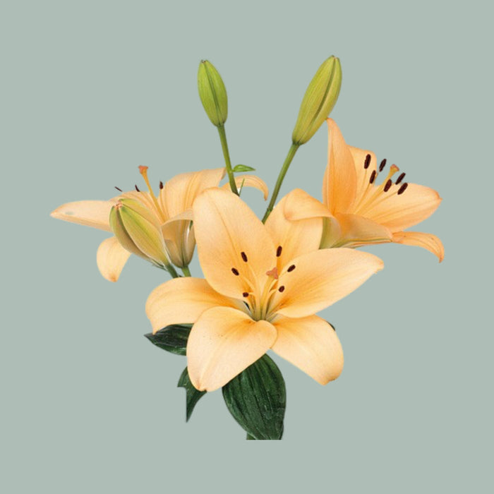 Lily Menorca (LA) (10 Stems)