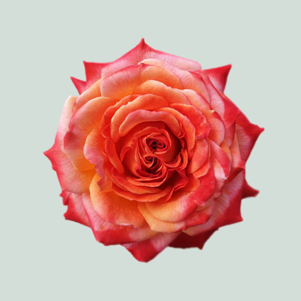 Rose Meteor (20 Stems)