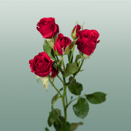 Spray Rose Mirabel Rood
