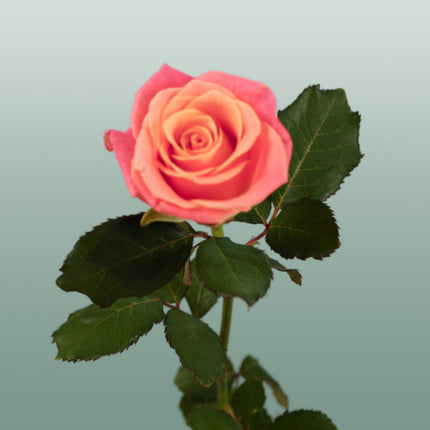 Rose Miss Piggy