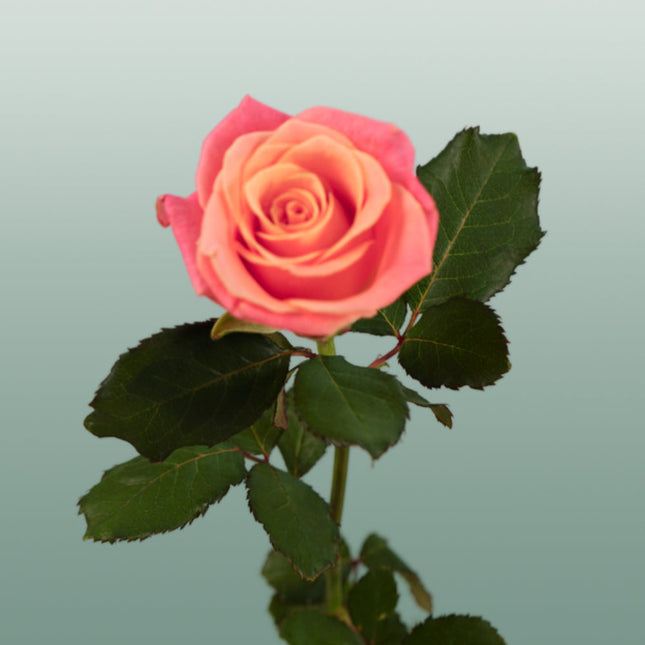 Rose Miss Piggy
