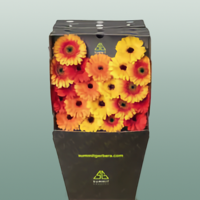 Germini Orange Mix