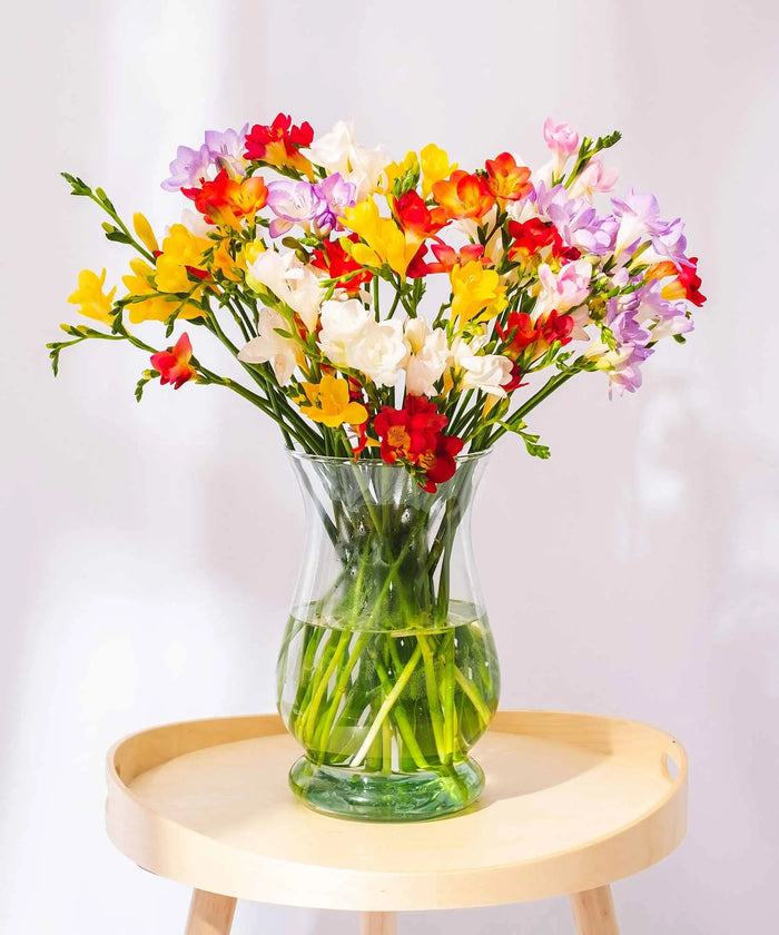 Mixed Guernsey Long Stem Freesia Flowers