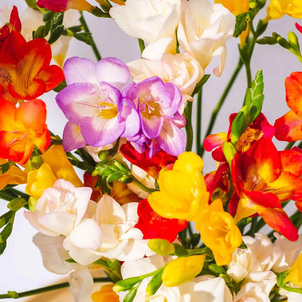 Mixed Guernsey Long Stem Freesia Flowers