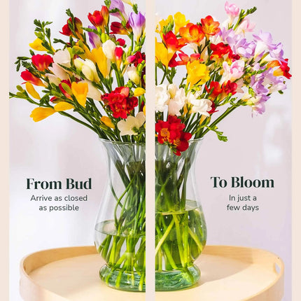 Mixed Guernsey Long Stem Freesia Flowers