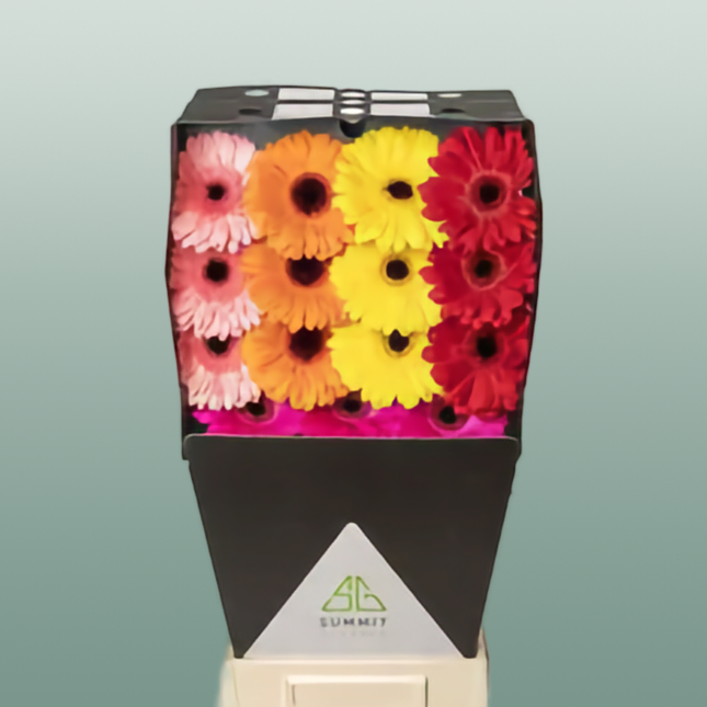 Gerbera Mixed Black Eye (15 Stems)