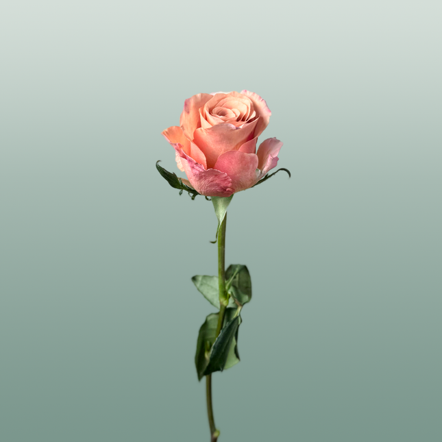 Rose Moccachino
