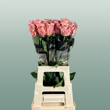 Rose Moccachino