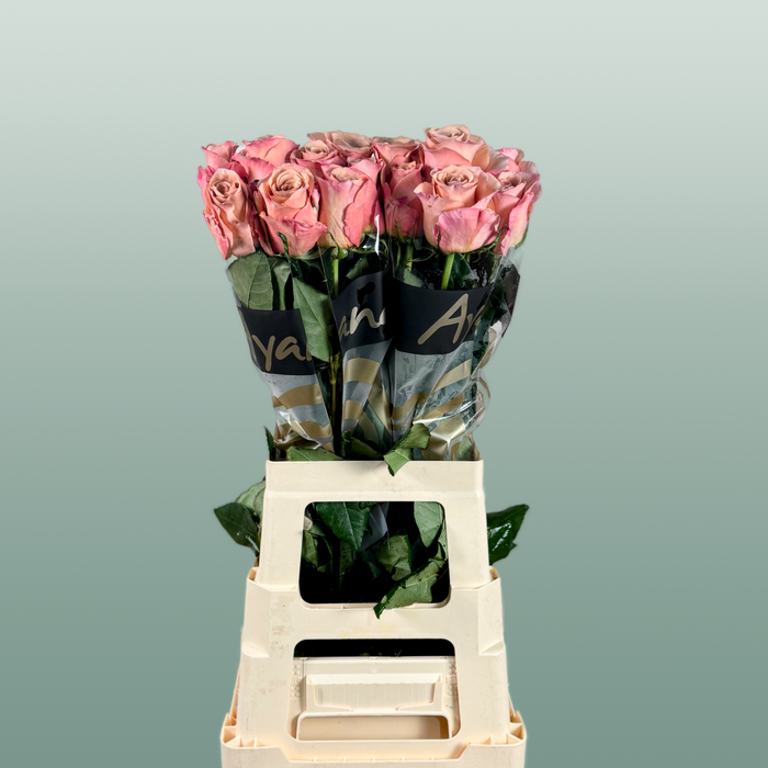 Rose Moccachino